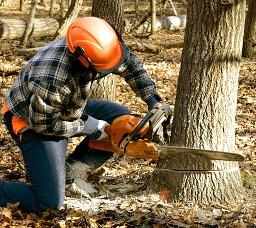 Tree Removal in Portland, PA